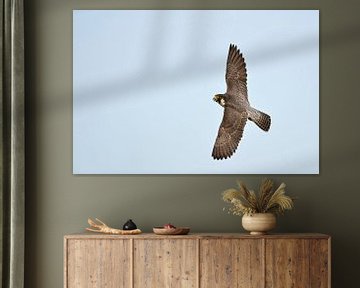 Peregrine Falcon (Falco peregrinus) in faszinating fast turning flight, top view, flying at blue sky van wunderbare Erde