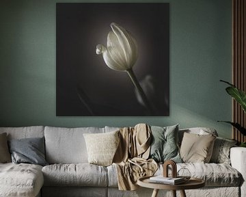 Une tulipe blanche efflorescente dans la lumière sur Jefra Creations