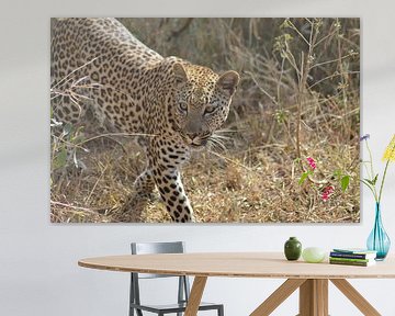 Luipaard, Zuid-Afrika by Robin de Meulder
