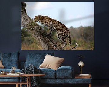 Luipaard, Zuid-Afrika by Robin de Meulder