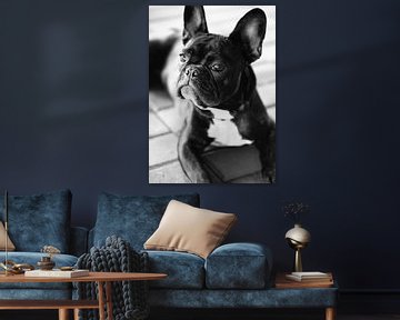 Franse Bulldog zwart-wit beeld