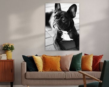 Franse Bulldog zwart-wit beeld van Falko Follert