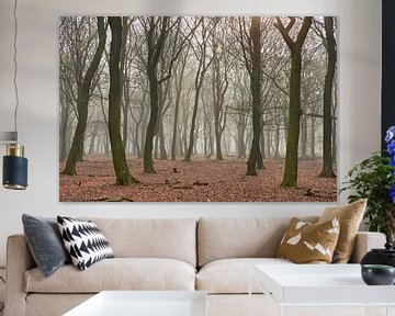 Forêt de hêtres brumeuse à Elspeet sur le Veluwe