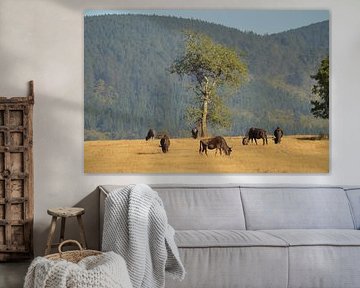 Buffels, Swaziland van Robin de Meulder