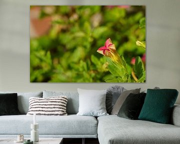 Bloemknop van de mini petunia, rose