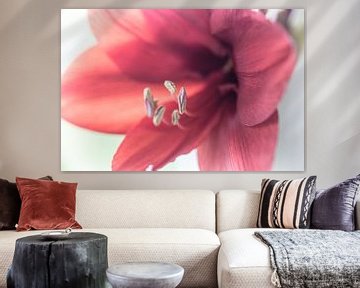 Blume XXI - Amaryllis van Michael Schulz-Dostal