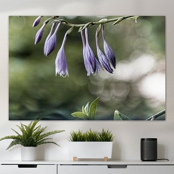 Blume XVIII - Funkie