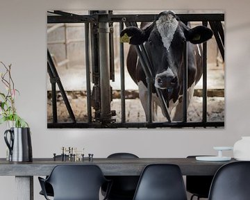 vache sur Marloes Hoekema