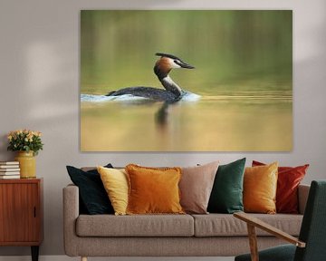 Great Crested Grebe (Podiceps cristatus) swims on vernally colored water surface in front of green r van wunderbare Erde