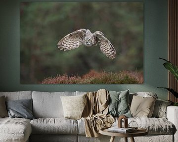 Great Horned Owl / Tiger Owl / Virginia-Uhu ( Bubo virginianus ) in powerful flight in front of the 