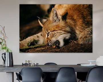 Eurasian Lynx ( Lynx lynx ) nibbling on a piece of wood, golden light, portrait, headshot, close up  by wunderbare Erde