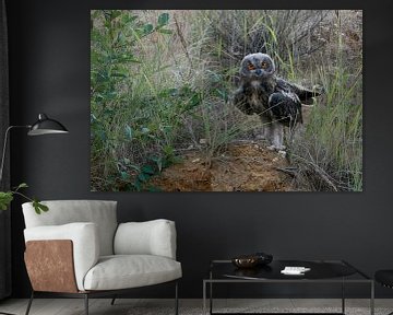 Eurasian Eagle Owl ( Bubo bubo ), young, moulting plumage, fledged, perched on the scarp of a sand p