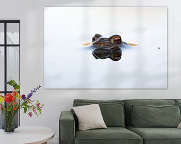 Erdkröte ( Bufo bufo ) während der Laichzeit, Männchen wartet in spiegelglattem Wasser auf ein Weibc von wunderbare Erde