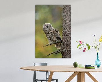 Tawny Owl ( Strix aluco ) perched on a dry branch of a tree, bright eyes, watching curious, attentiv