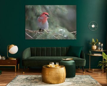 Pine Grosbeak ( Pinicola enucleator ), in winter, frontal shot of a male bird searching for food, pe van wunderbare Erde