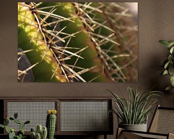 Cactus, Struisvogelboerderij, Oudtshoorn, Zuid-Afrika by Robin de Meulder