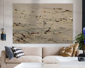 Vogel op strand, Wildcoast, Zuid-Afrika