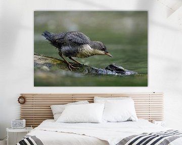 Wasseramsel ( Cinclus cinclus ), flügger Jungvogel auf einem Stein im Wasser, versucht zu fischen, z von wunderbare Erde