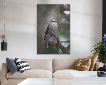 Grey Jay / Gray Jay ( Perisoreus canadensis ) in winter, perched on a twig of a conifer tree, watchi van wunderbare Erde