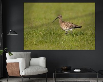 Eurasian Curlew ( Numenius arquata ) in spring, rare wader, on an extensive meadow, searching for fo sur wunderbare Erde