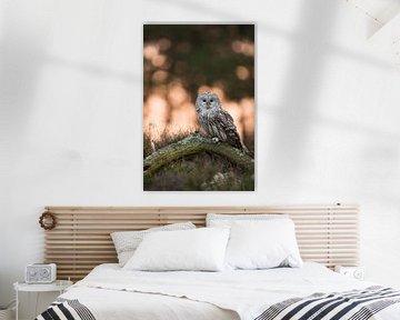 Owl ( Strix uralensis ) at sunrise, in backlight, frontal view, direct eye-contact, looks funny, Eur