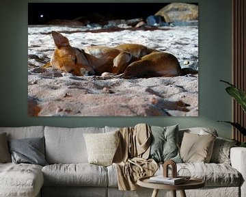 Sleeping beach dog von Andrew Chang