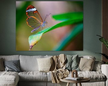 Un beau papillon de verre sur une feuille. sur Claudio Duarte