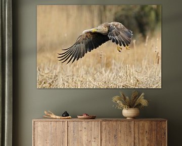 Seeadler ( Haliaeetus albicilla ), größter Greifvogel in Deutschland, in kraftvollem Flug über eine  von wunderbare Erde