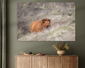 Schotse Hooglander von CreaBrig Fotografie