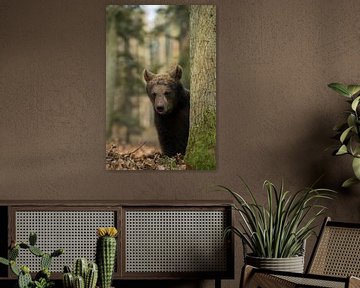 Europäischer Braunbär (Ursus arctos ), Bärenjunges, drolliges Jungtier, Tierkinder,  versteckt sich  von wunderbare Erde