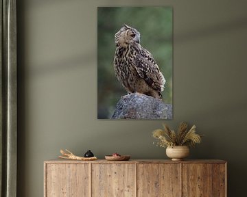 Eagle Owl ( Bubo bubo ), young bird of prey, perched on a rock in an old quarry, close up, wildlife, van wunderbare Erde