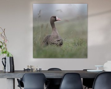 Greater White-fronted Goose ( Anser albifrons ), adult, resting, sitting in high grass of a meadow,  van wunderbare Erde