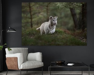 Royal Bengal Tiger ( Panthera tigris ), white morph, running fast, jumping through a natural forest, van wunderbare Erde