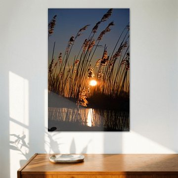 Le soleil du matin à travers les roseaux