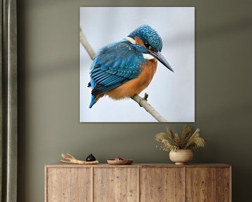 Eurasian Kingfisher ( Alcedo atthis ), male in winter, perched on a branch, hunting, with snowflakes