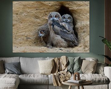 Eurasian Eagle Owls ( Bubo bubo ), three chicks  in the entrance of their nesting burrow, cute and f van wunderbare Erde