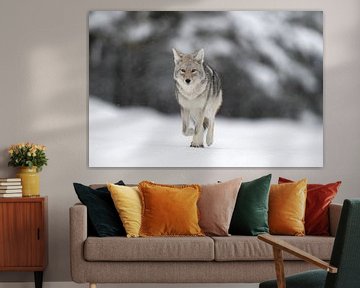 Coyote ( Canis latrans ), in winter, walking on frozen snow, light snowfall, watching, natural backg van wunderbare Erde