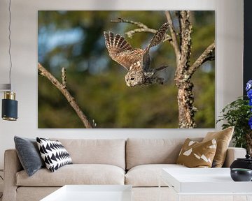 Tawny Owl ( Strix aluco ) in flight, taking off from a dead tree, green trees behind, frontal side v by wunderbare Erde