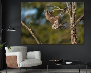 Tawny Owl ( Strix aluco ) in flight, taking off from a dead tree, green trees behind, frontal side v van wunderbare Erde
