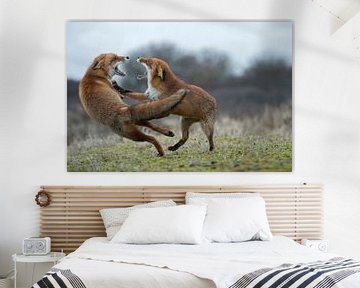 Vossen / Rode vossen ( Vulpes vulpes ) twee volwassenen in agressief gevecht, ruzie, confrontatie, van wunderbare Erde