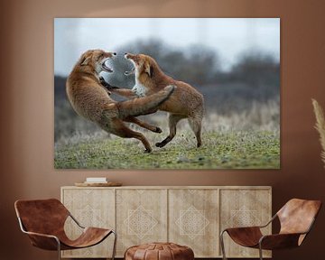 Red Foxes ( Vulpes vulpes ), two adults, in agressive fight, fighting, threatening with wide open ja van wunderbare Erde