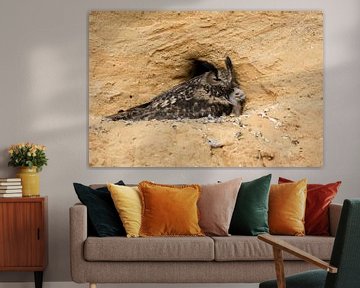 Eurasian Eagle Owl ( Bubo bubo ) adult gathering its chicks, breeding site in a sand pit, wildlife, 