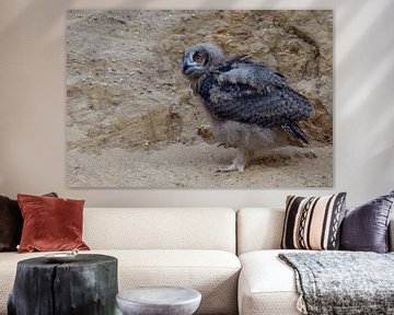 Eurasian Eagle Owl ( Bubo bubo ), young chick, moulting plumage, owlet in a sand pit, walking, explo van wunderbare Erde