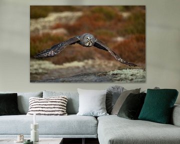 Great Grey Owl (Strix nebulosa) in hunting flight, flying close above the ground, in fall, autumnal  van wunderbare Erde