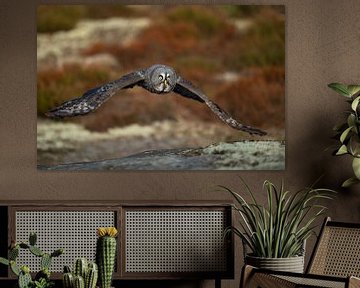 Great Grey Owl (Strix nebulosa) in hunting flight, flying close above the ground, in fall, autumnal 