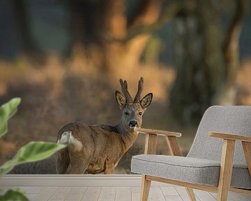 Roe Deer ( Capreolus capreolus ), strong buck in velvet, regrowing antlers, at the edge of a forest, by wunderbare Erde
