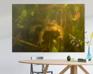 Common Toad ( Bufo bufo ) swimming under water during breeding season, in natural surrounding of a s van wunderbare Erde