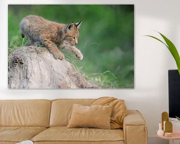 Eurasian Lynx ( Lynx lynx ), young cute cub, playing on a sandhill, showing its paw, funny little ki sur wunderbare Erde