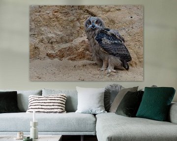 Eagle Owl ( Bubo bubo ), young chick, owlet standing in the wall of a sand pit, moulting plumage, di sur wunderbare Erde