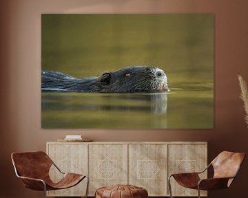 Coypu / River Rat / Nutria ( Myocastor coypus ) swims close by through nice coloured water, close up